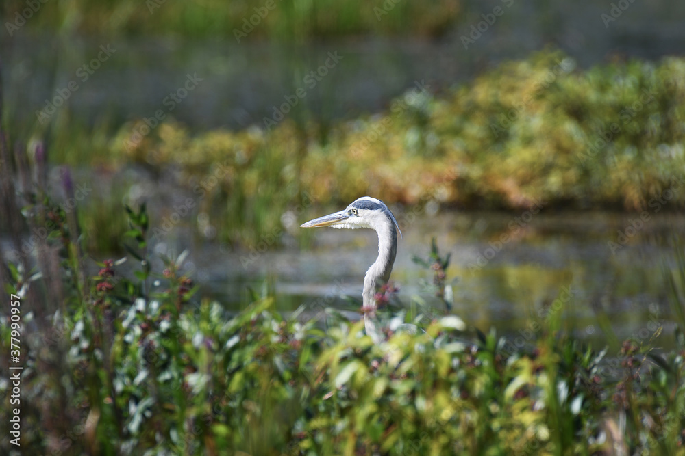 Obraz premium Green Blue Heron fishing in a marsh