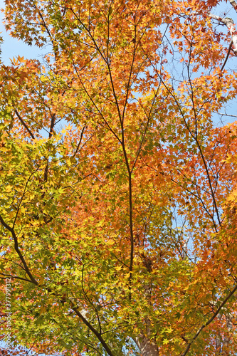 秋の紅葉 鹿児島県 曾木の滝