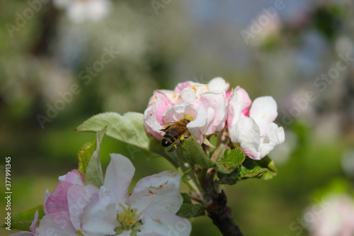 bee collecting nectar from an apple tree flower, macro scale