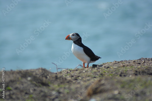 A close up of a single atlantic puffin in Spring in the Farne islands, North Sea, Northumberland coast, High resolution © Lara Red