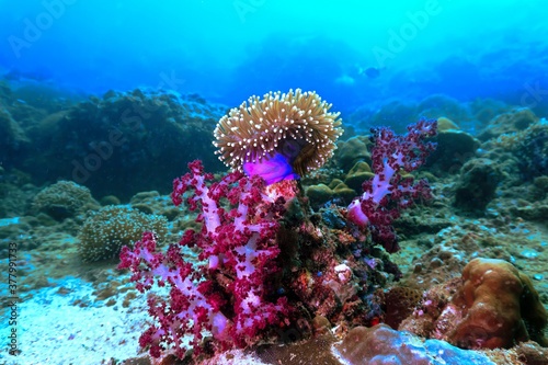 Soft colorful corals