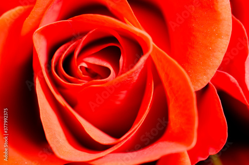 Close up view of a red rose