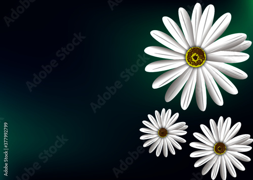 flor blanca con fondo