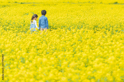 菜の花畑を散歩する子供たちの後ろ姿