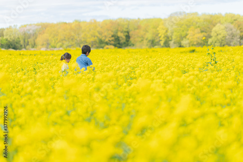 菜の花畑を散歩する子供たちの後ろ姿