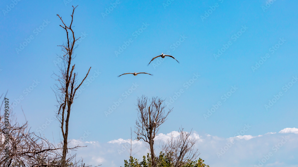 Two pelicans flying over trees, Sanibel Island, Florida, USA Two pelicans flying over trees, Sanibel Island, Florida, USA