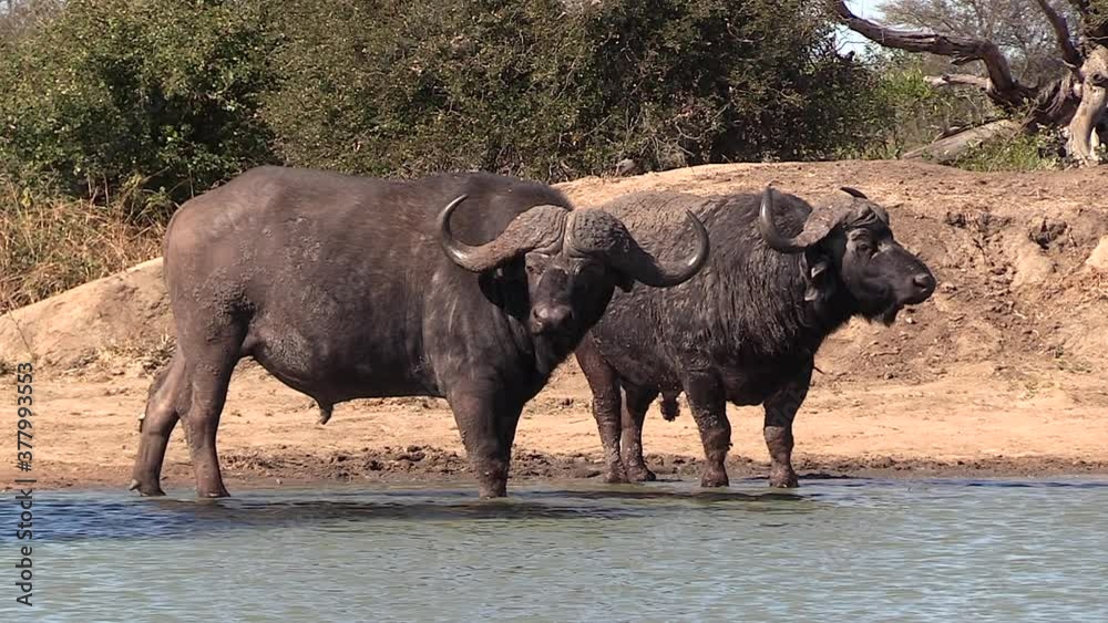 Static view of African cape buffalo bulls standing in shallow water Static view of African cape buffalo bulls standing in shallow water