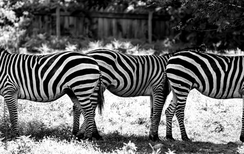 Zebra mirage