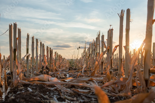 Harvested maize during golden hour with the rows of cut stubble