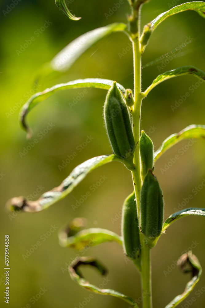 Sesame plant and seeds pods Sesame plant and seeds pods