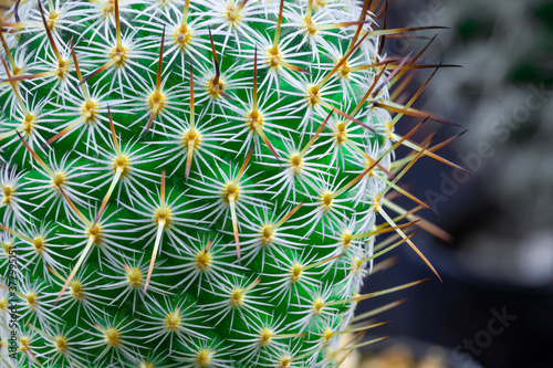 Close up view of a bright green cactus