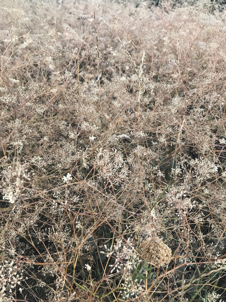 grass in winter grass in winter