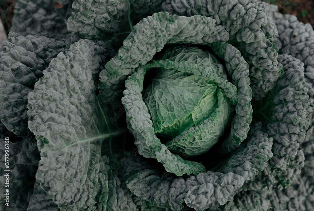 Fototapeta premium Organic fresh savoy cabbage close-up as a natural background