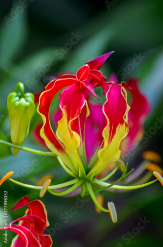 Red and Yellow Gloriosa Lily