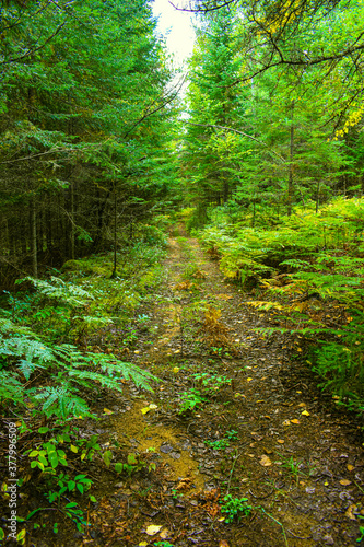 Footpaht in the wild forest in Quebec, Canada
