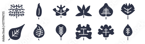 12 pack of black filled icons. glyph icons such as birch leaf, grape leaf, linden leaf, cercis liquidambar hawthorn lemon for web and mobile apps, logo