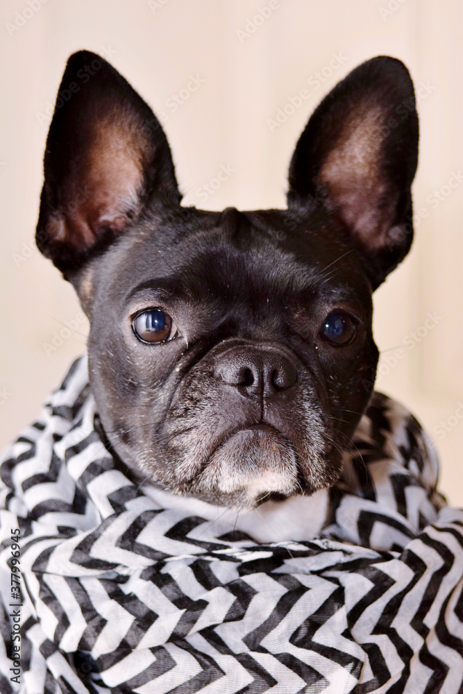 French bulldog wearing a black and white scarf