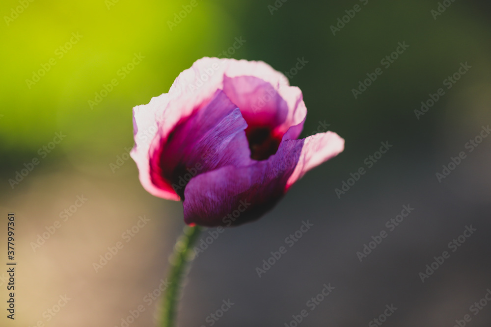 Close up macro image of vibrant purple poppy in bloom with blurred background Close up macro image of vibrant purple poppy in bloom with blurred background