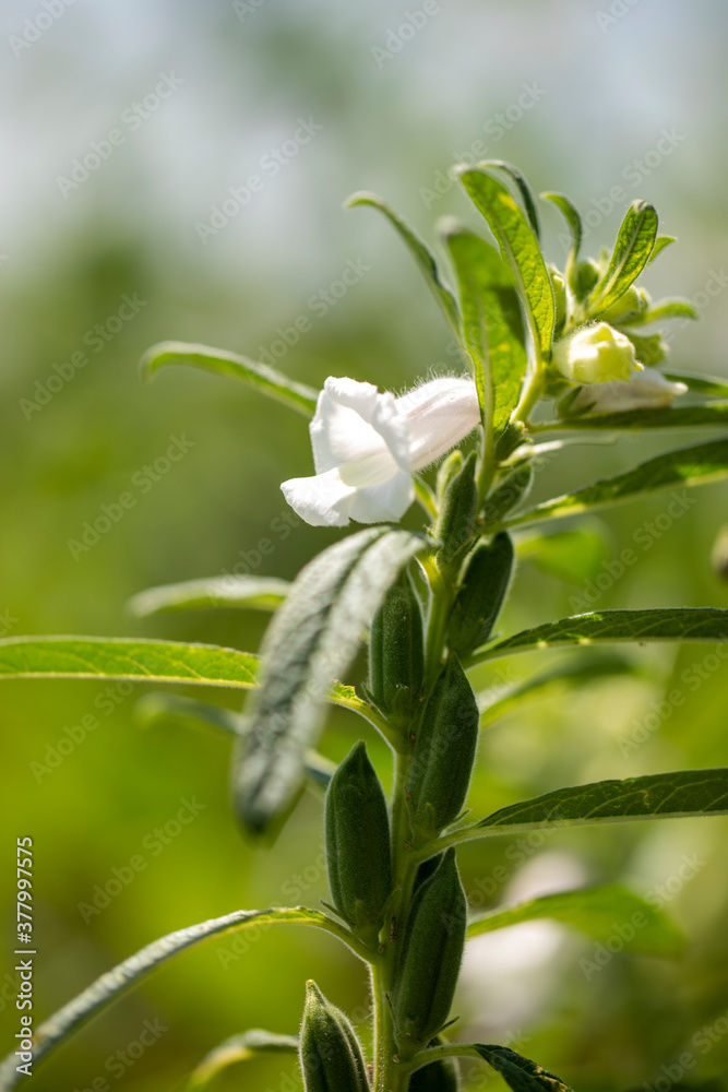 Vainas y flor del ajonjolí  /  Sesame seeds pods and flower