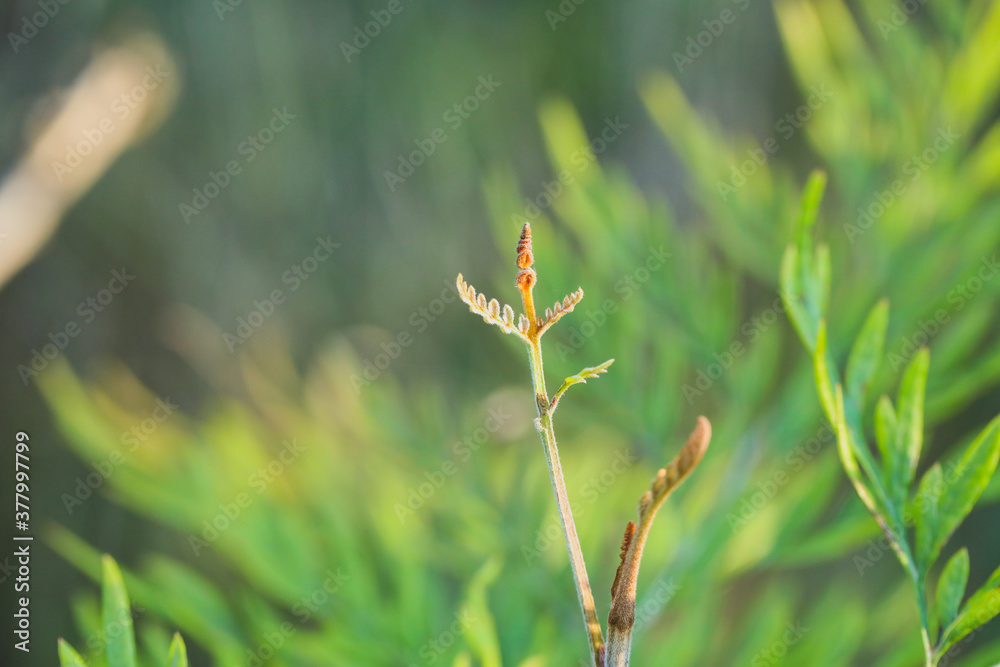 Delicate grevillea tree leaves close up with bokeh background Delicate grevillea tree leaves close up with bokeh background