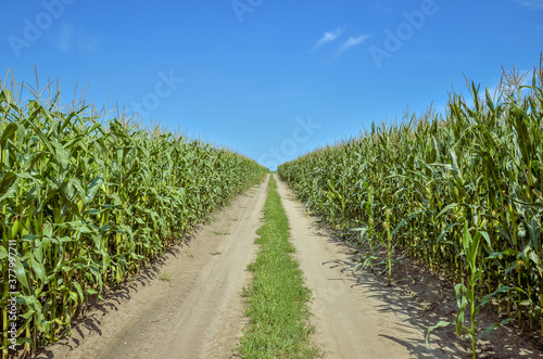 Obraz na plátne Road inside of corn field at sunset
