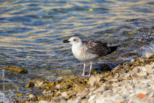 A gray seagull stands on a rocky shore