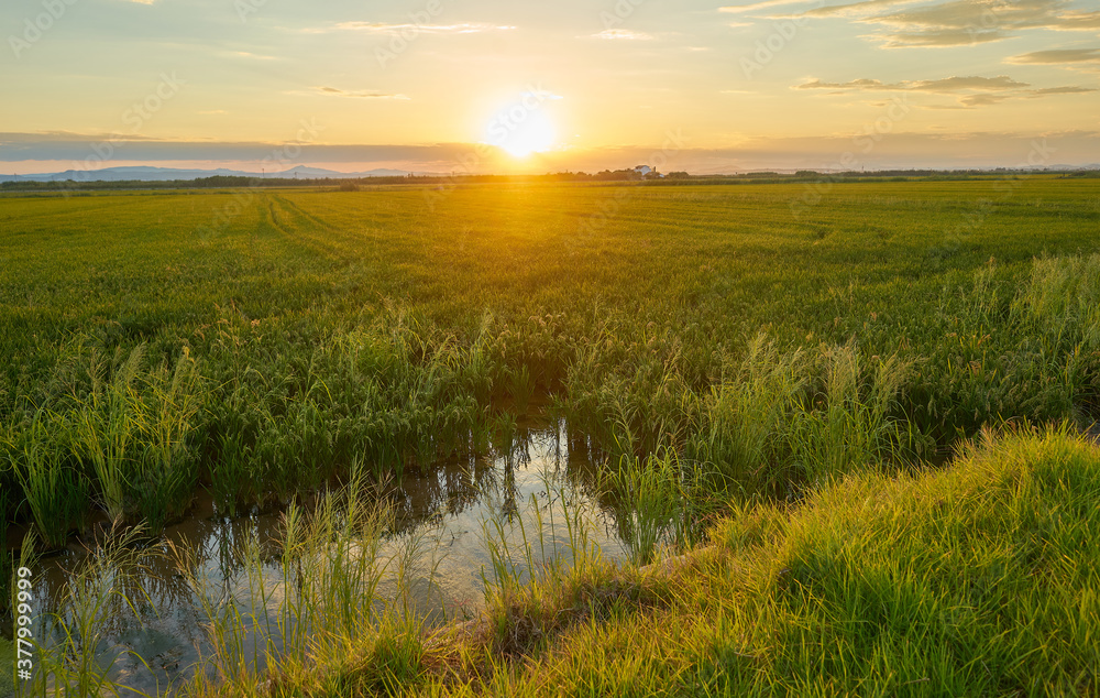 Paddy fields with water on the ground at sunset