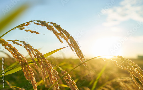 Detail of the rice plant at sunset in Valencia, with the plantation out of focus. Rice grains in plant seed.
