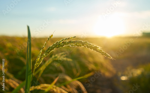 Detail of the rice plant at sunset in Valencia, with the plantation out of focus. Rice grains in plant seed.