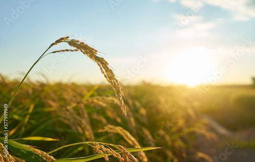 Detail of the rice plant at sunset in Valencia, with the plantation out of focus. Rice grains in plant seed.