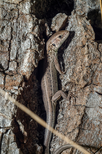 little dragon hiding in a tree © Андрій Дегтярьов