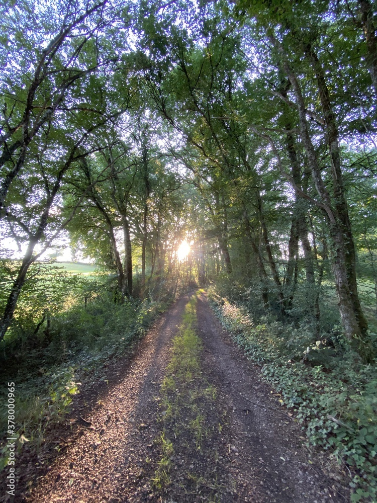 Coucher de soleil dans une forêt, Bourgogne Coucher de soleil dans une forêt, Bourgogne
