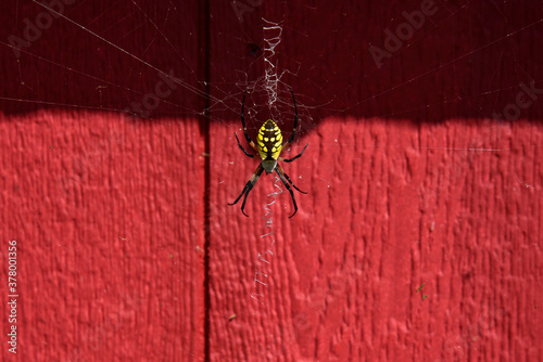 Black and Yellow Argiope Spider