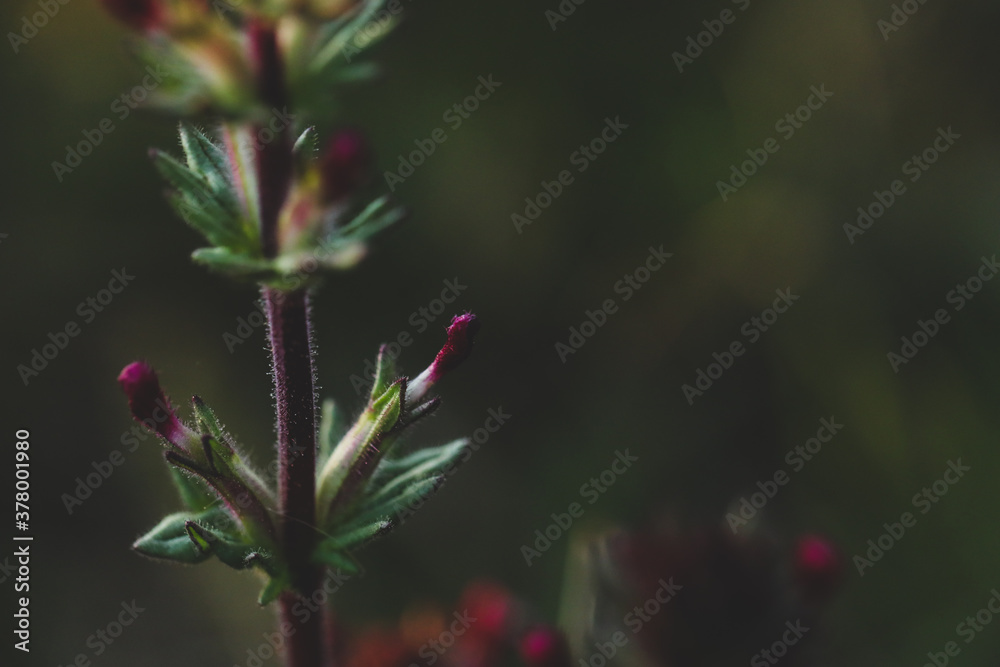 Delicate pink wildflower growing on Australian farm. Delicate pink wildflower growing on Australian farm.