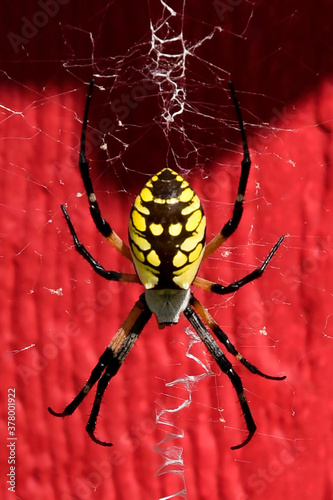 Black and Yellow Argiope Spider