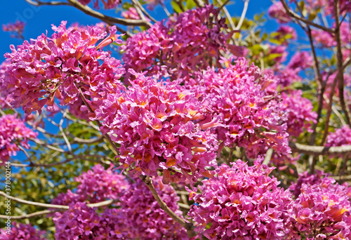 Pink ipe or pink trumpet tree flowers (Handroanthus impetiginosus) photo