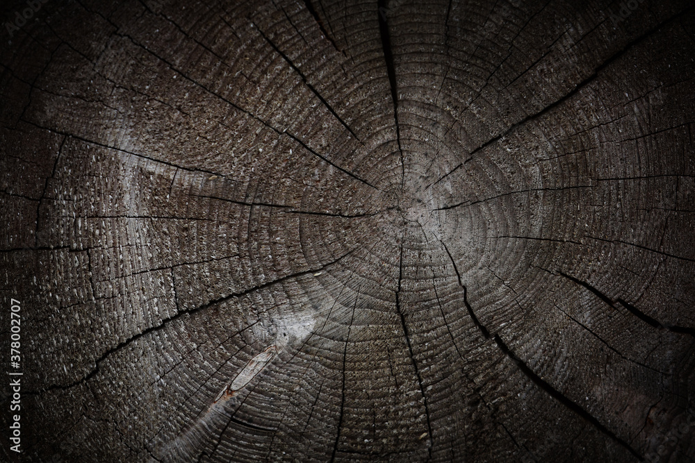 Fototapeta premium real natural wooden texture material;