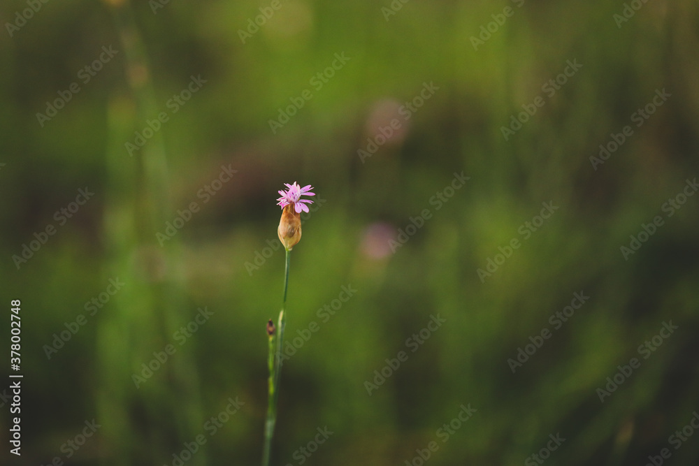 Delicate pink wildflower growing on Australian farm. Hairy pink, botanical name Petrorhagia dubia Delicate pink wildflower growing on Australian farm. Hairy pink, botanical name Petrorhagia dubia