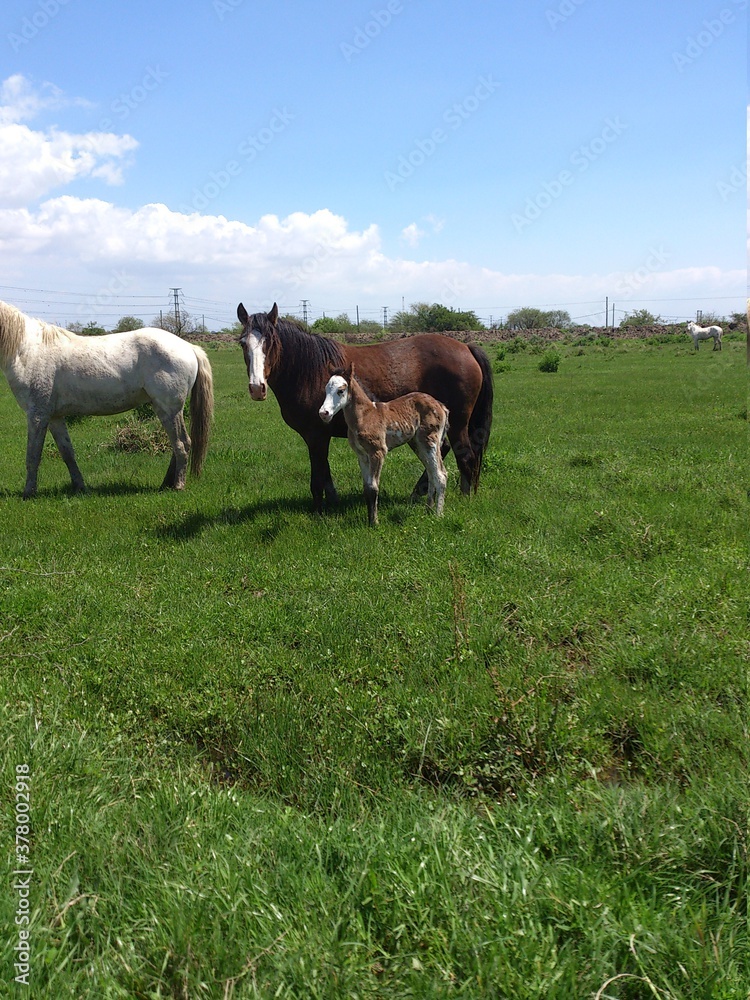 Obraz premium Caballos salvajes