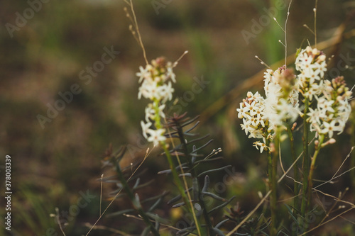 Wildflowers growing in field © Caseyjadew