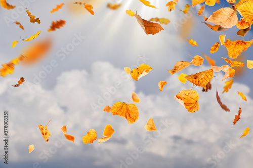 Autumn background with sunlight and falling leaves
