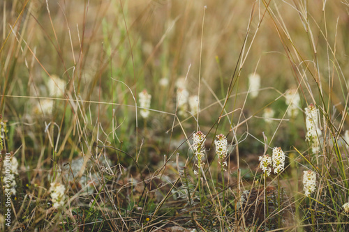 Wildflowers growing in field © Caseyjadew