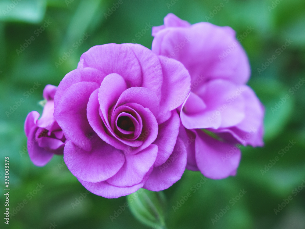 Unusual purple rose toned in delicate shades on a green background. Unusual purple rose toned in delicate shades on a green background.