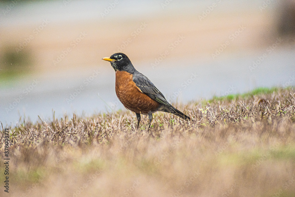 American Robin American Robin