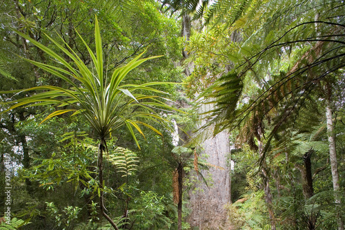 Waipoua Kauri Forest  North Island  New Zealand