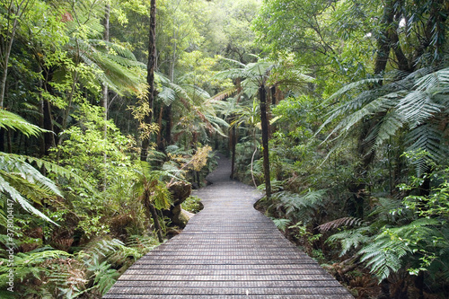 Waipoua Kauri Forest, North Island, New Zealand photo