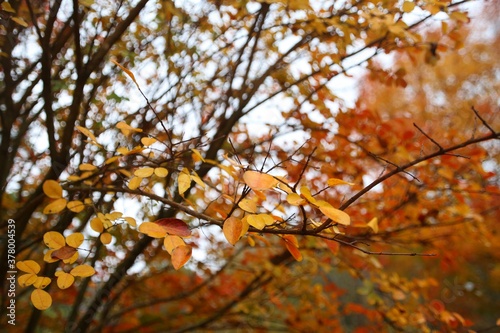 Orange Leaves in a Tree in October against White Cloudy Overcast Sky in Burke, Virginia