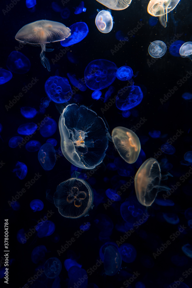 Jelly Fish in the water, aquarium, lights, calm, ocean. Jelly Fish in the water, aquarium, lights, calm, ocean.