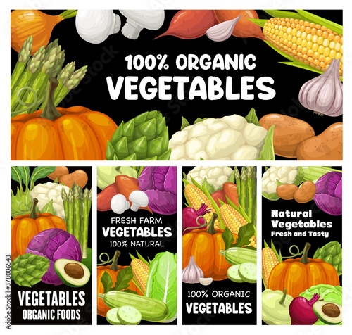Vegetables vector banners, raw veggies potato, avocado and pumpkin with asparagus, corn, broccoli and champignons. Cabbage, squash and cauliflower with beetroot Cartoon farm organic fresh vegetables