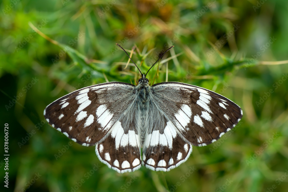 Obraz premium Macro shots, Beautiful nature scene. Closeup beautiful butterfly sitting on the flower in a summer garden.